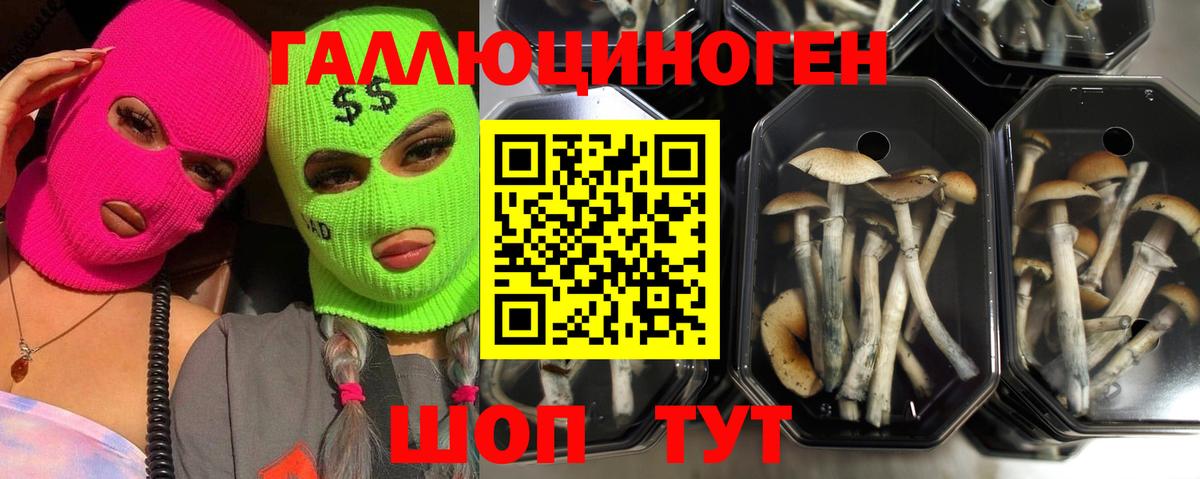 Галлюциногенные грибы Psilocybe  где купить наркоту  Брянск 